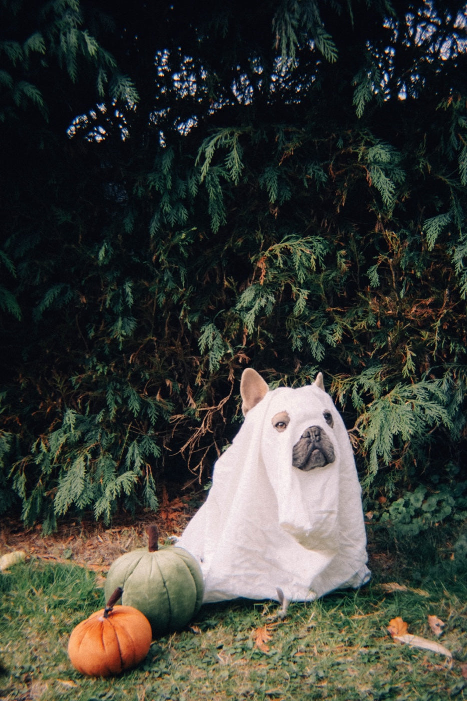 Dog dressed as a ghost beside Halloween pumpkins